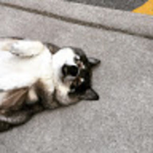 Meet your Posher, Leedle lord